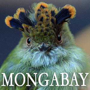 mongabaylogo.jpg