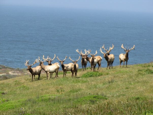 tuleelkatpointreyesnationalseashore.jpg